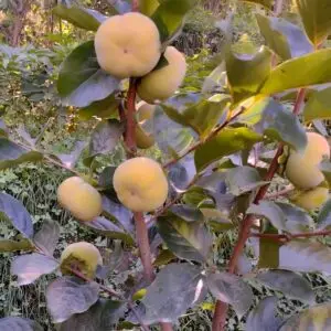 Fuyu Persimmon