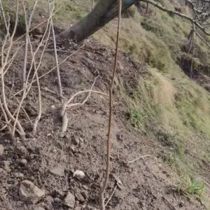 Fuyu Persimmon 14"-20"