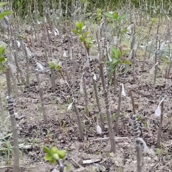 Persimmon fruit monthly care tips