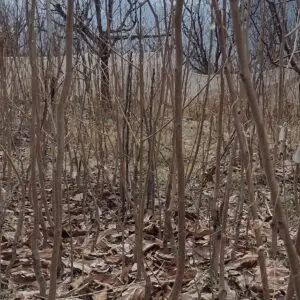 Fuyu Persimmon 22"-32"