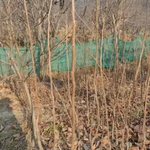 Fuyu Persimmon 16"-28"