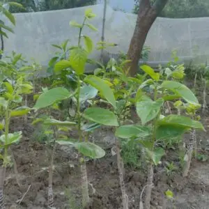 Fuyu Persimmon 9"-15"