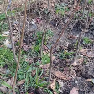 Fuyu Persimmon 12"-15" inch