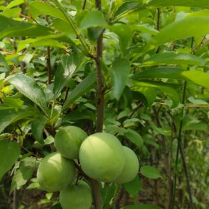 Plum Santarosa 1Y-G-1