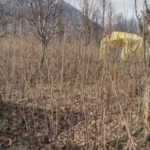 Fuyu Persimmon 16"-24"+