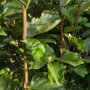 Persimmon Fuyu Plants