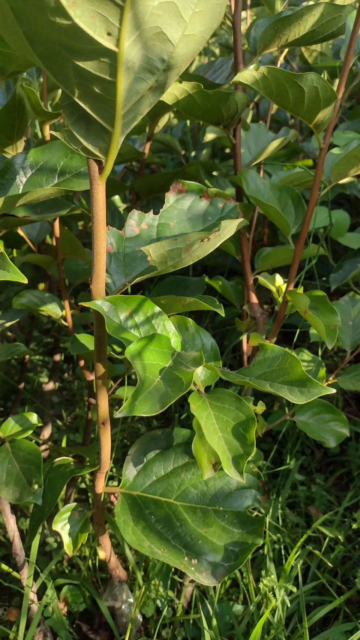 Persimmon Fuyu Plants