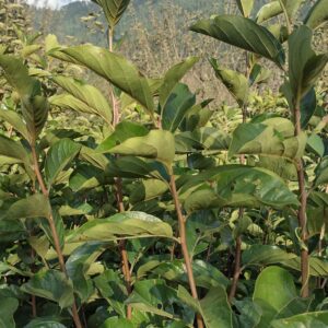 Persimmon fuyu Plant