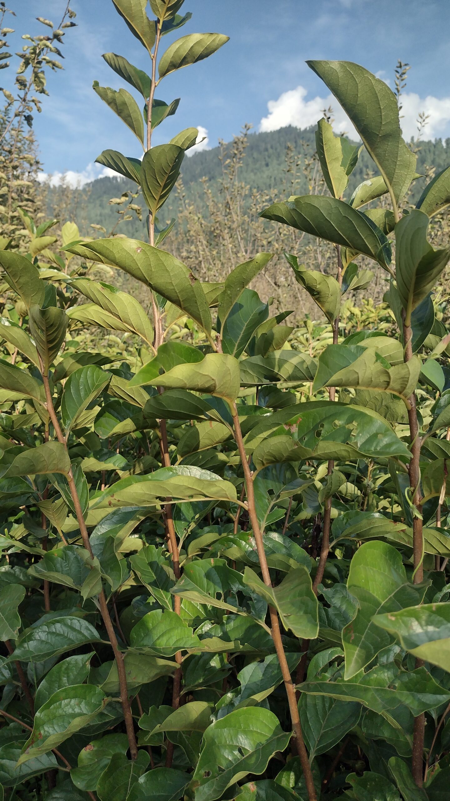 Persimmon fuyu Plant