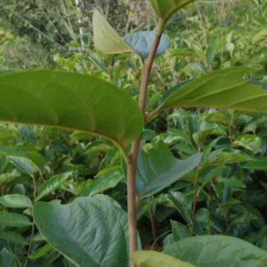 Persimmon fuyu Plants