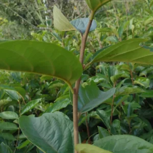 Persimmon fuyu Plants