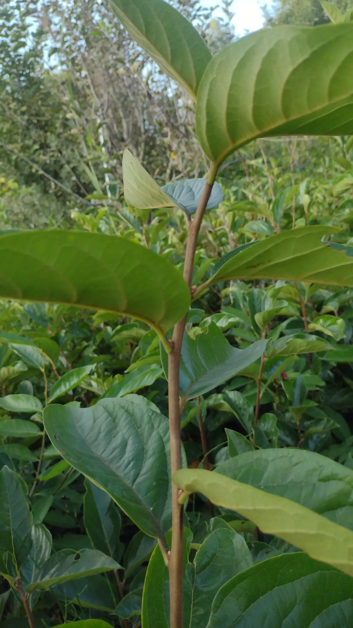 Persimmon fuyu Plants