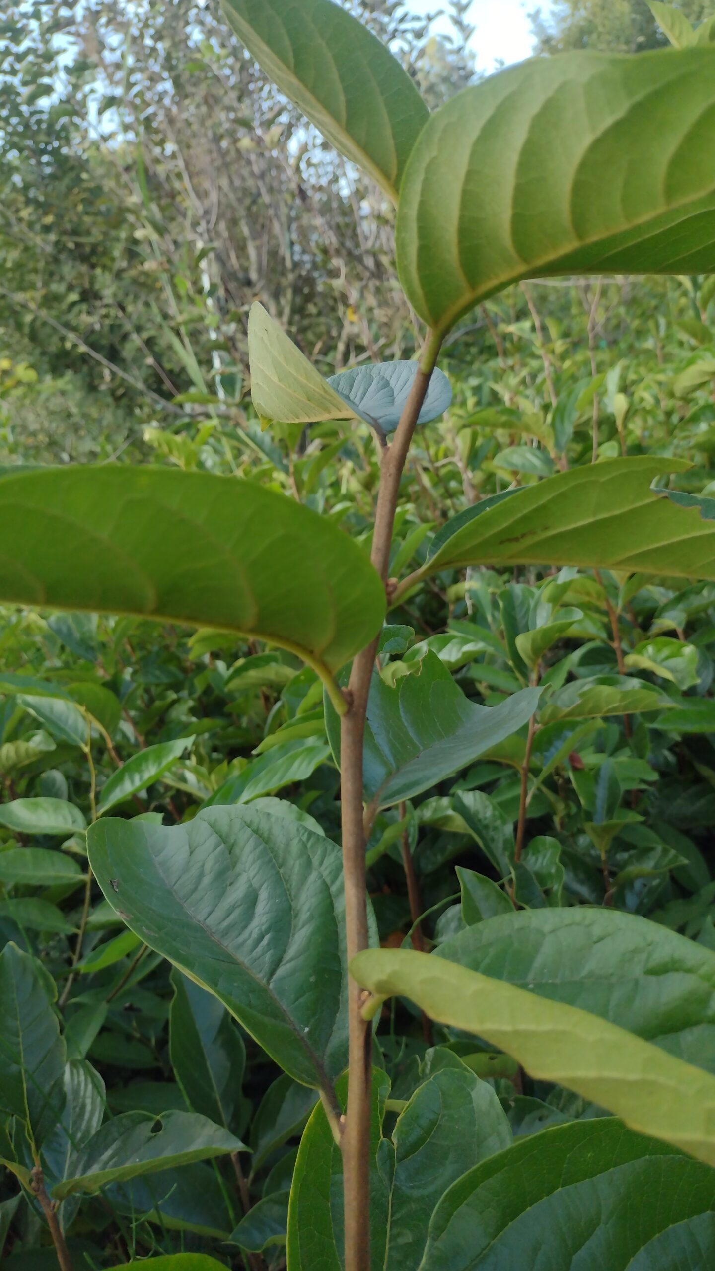 Persimmon fuyu Plants