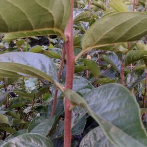 Persimmon fuyu Plants