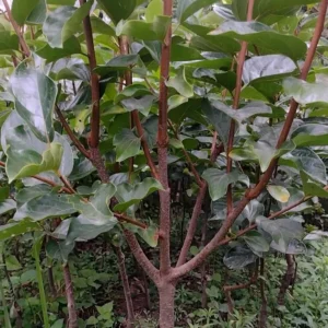Persimmon Fuyu Plant 4 Year