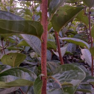 Persimmon fuyu Plant