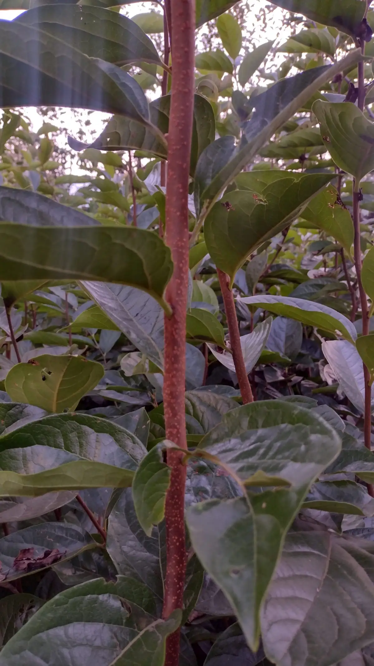 Persimmon fuyu Plant