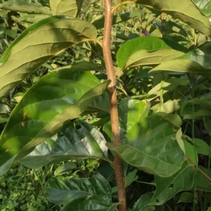 Persimmon fuyu Plant