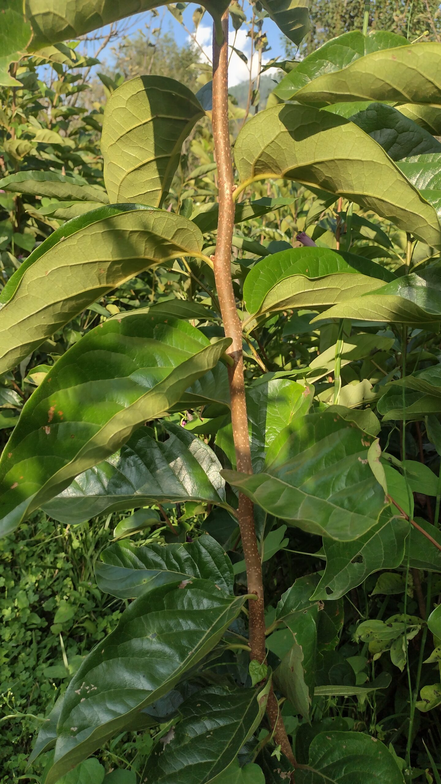 Persimmon fuyu Plant