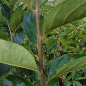 Persimmon fuyu Plants