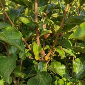 Persimmon fuyu Plant