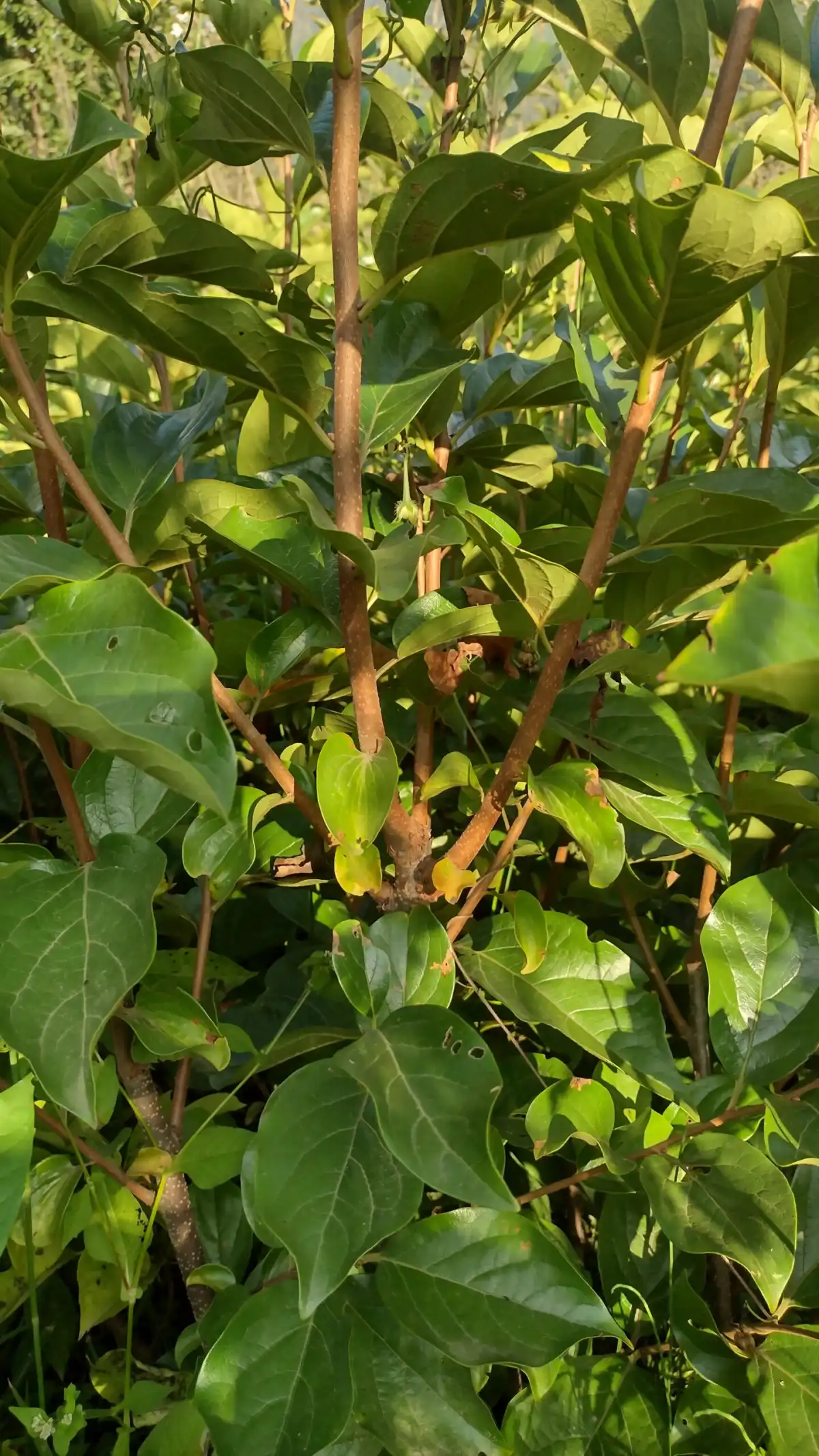 Fuyu Persimmon 2Y-F-1