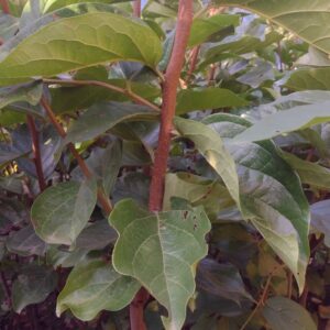 Persimmon fuyu Plant