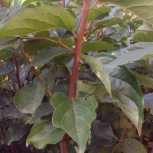 Persimmon fuyu Plant