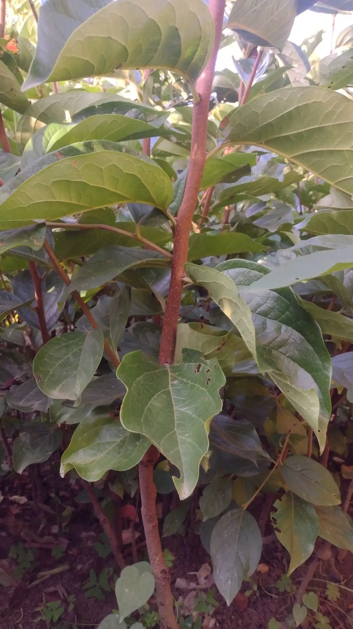 Persimmon fuyu Plant