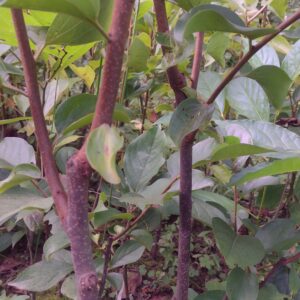 Persimmon Fuyu Plants