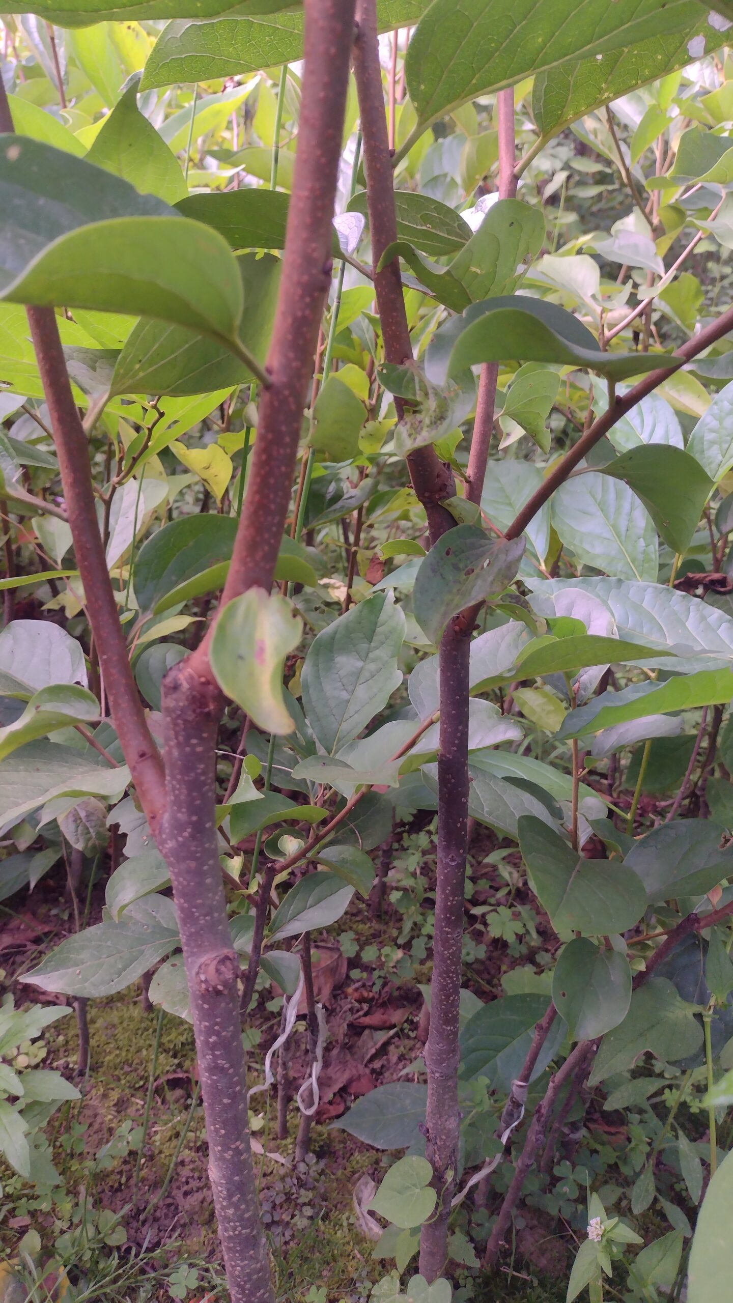 Persimmon Fuyu Plants