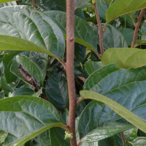 Persimmon fuyu Plant