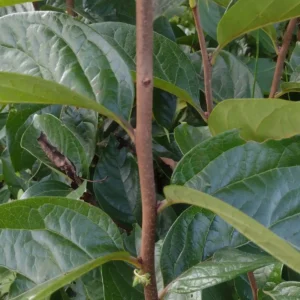 Persimmon fuyu 4+ Feet