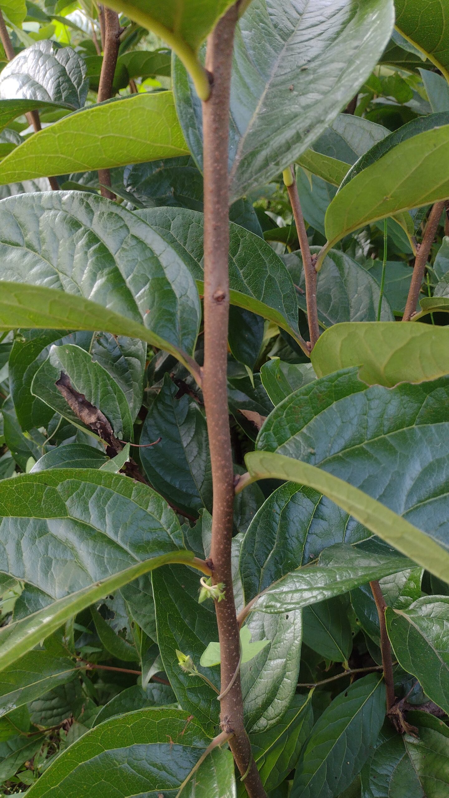 Persimmon fuyu Plant